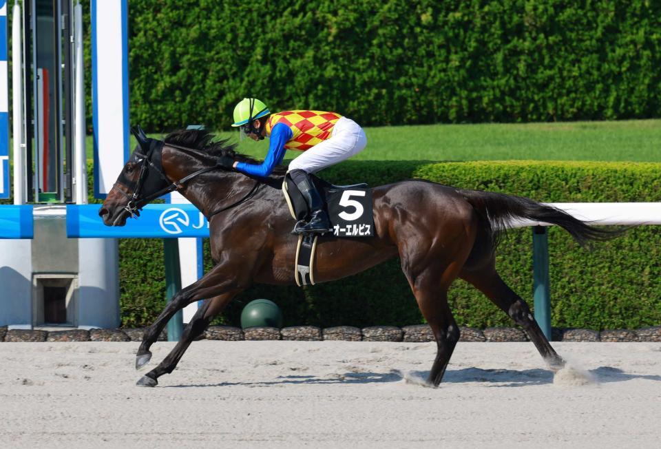 テーオーエルビス