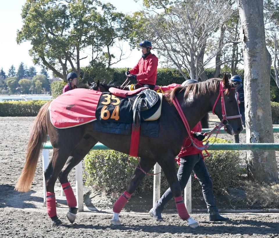 　堅実な走りが売りのフクチャンショウ