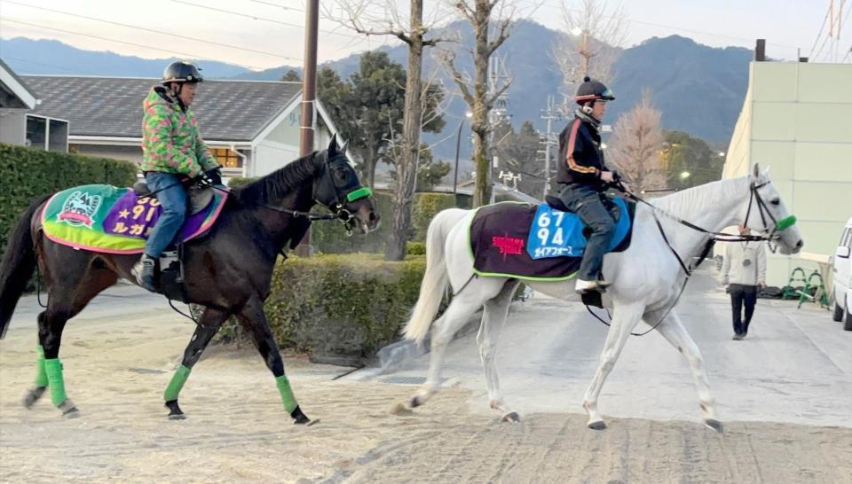 ドバイ遠征に向けて国内最終追い切りを終えたルガル（左）とガイアフォース（右）