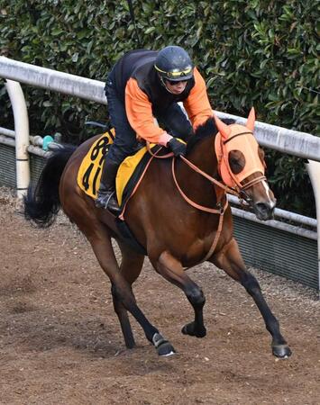 　栗東坂路で好ムードを漂わせたチェルビアット