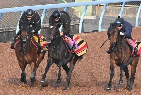　美浦Ｗの３頭併せで軽快に駆け抜けたイクシード（中央）＝撮影・園田高夫