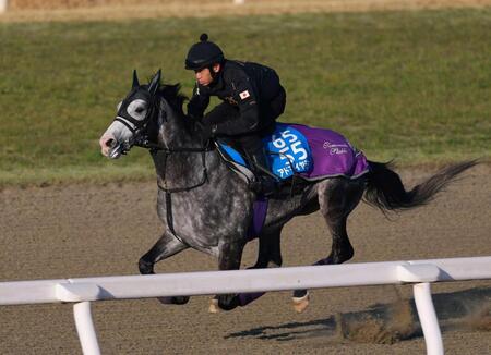 　栗東ＤＰで好仕上がりをアピールしたアドマイヤテラ（撮影・石湯恒介）