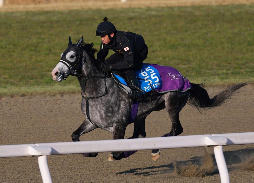 　栗東ＤＰで好仕上がりをアピールしたアドマイヤテラ（撮影・石湯恒介）
