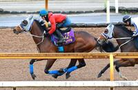 栗東ＣＷで追い切るメイショウタバル（撮影・石湯恒介）