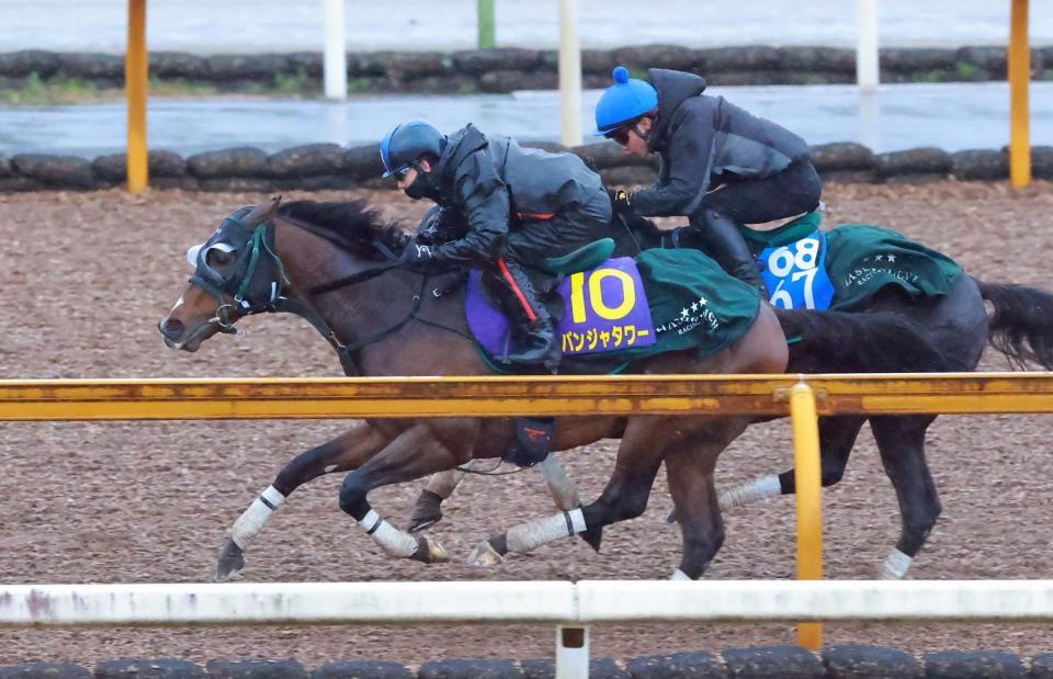 松山を背に栗東ＣＷで追い切るパンジャタワー（撮影・石湯恒介）