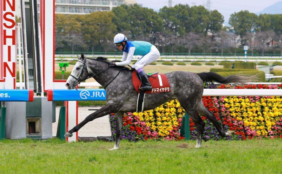 阪神大賞典を制したアドマイヤテラ（撮影・石湯恒介）