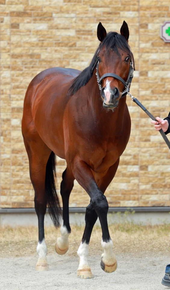 　母系から日本古来の血を受け継ぐレイピア