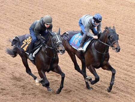 【日経賞】コスモキュランダ　好調キープ　加藤士師も手応え十分　得意の中山で今度こそ