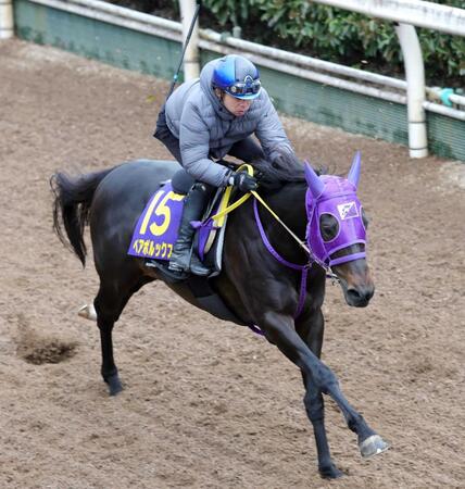 　坂路で躍動したペアポルックス