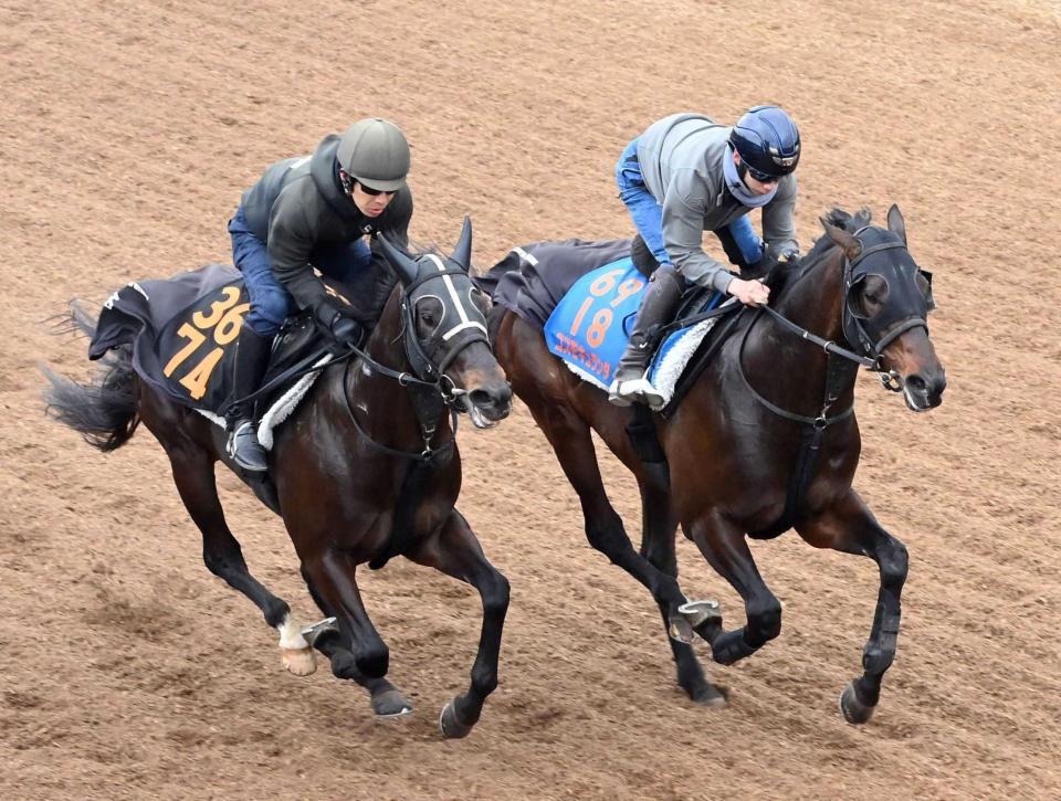 　好仕上がりをアピールしたコスモキュランダ（右）＝撮影・持木克友