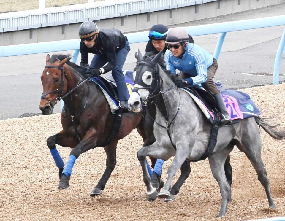 　万全の出走態勢を整えたサトノレーヴ（左）＝撮影・持木克友