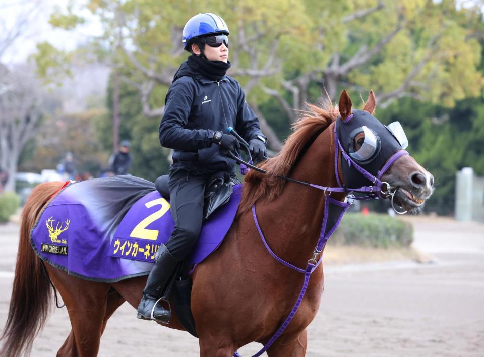 　ウインカーネリアン