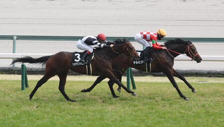 　ショウグンマサムネを振り切るテルヒコウ（右）