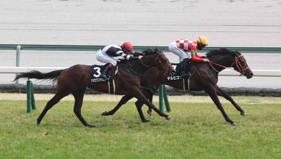 　ショウグンマサムネを振り切るテルヒコウ（右）