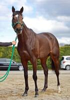 　母系から受け継ぐ成長力が開花したタガノデュード