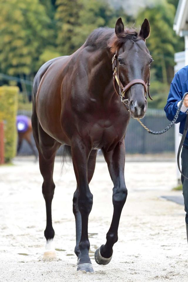 　ダービー以来の３つ目のＧ１タイトルを狙うクロワデュノール