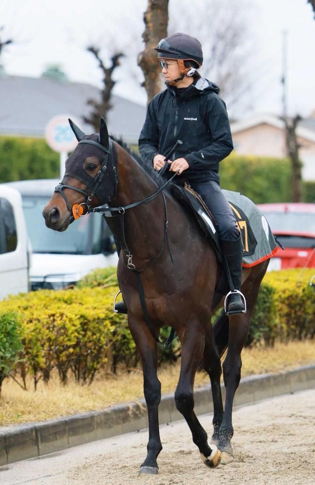 　早めに栗東入りしてレースに備えるリゾートアイランド