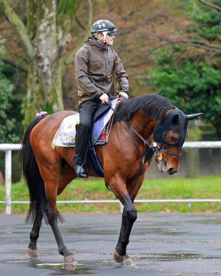 　大舞台での逆襲へ燃えるファウストラーゼン（撮影・石湯恒介）
