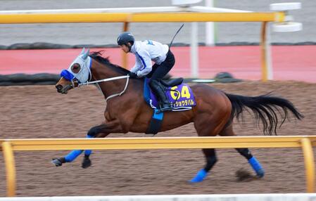 　栗東ＣＷで軽快なフットワークを見せたメイショウタバル（撮影・石湯恒介）