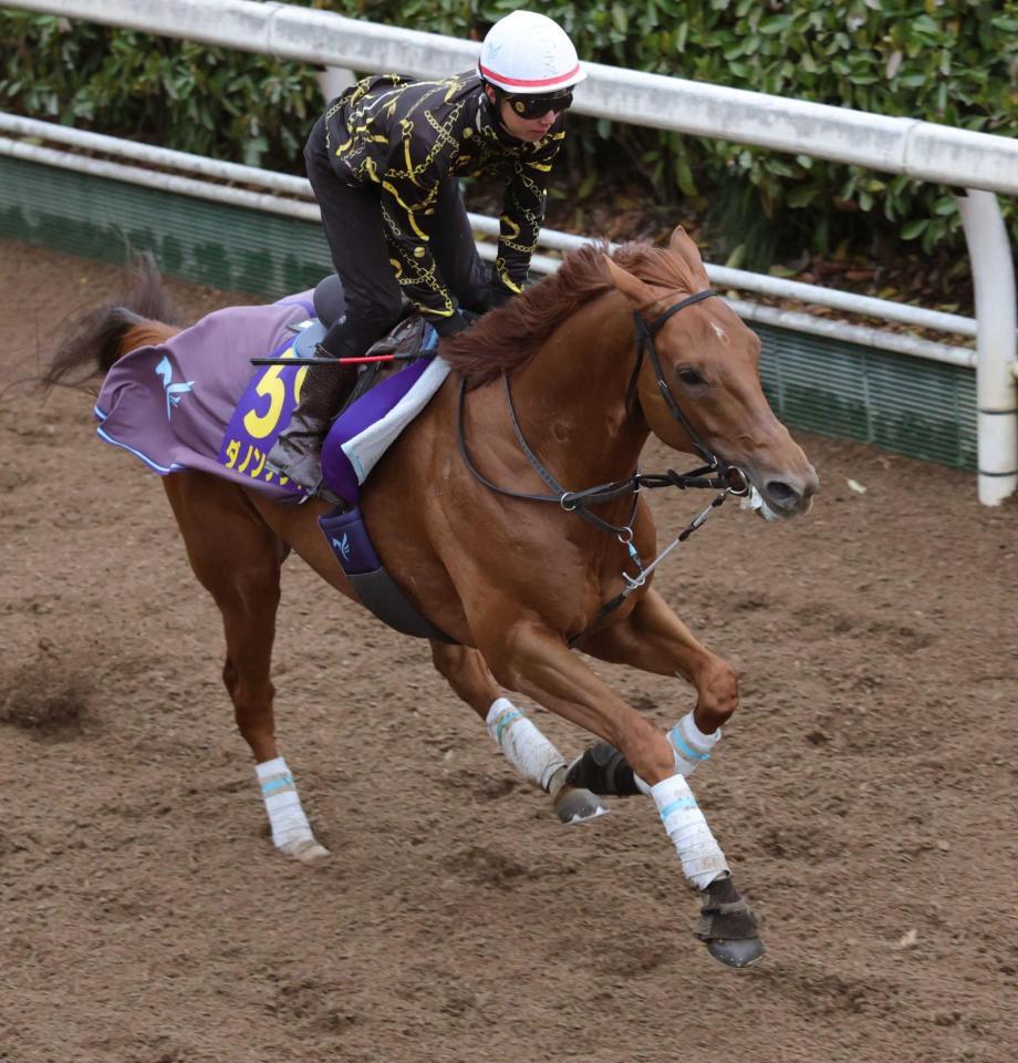 　有馬記念３着からの前進を目指すダノンデサイル（撮影・坂部計介）