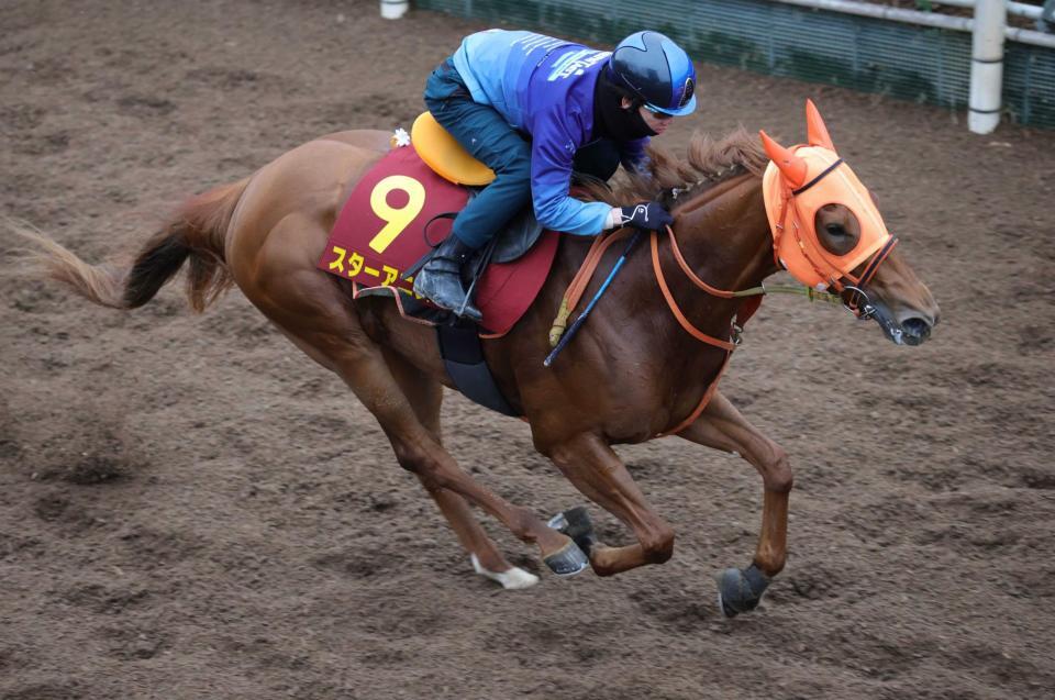 　Ｇ１連勝へ順調さをアピールしたスターアニス