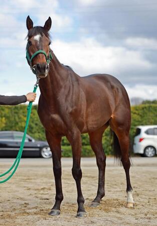 タガノデュード