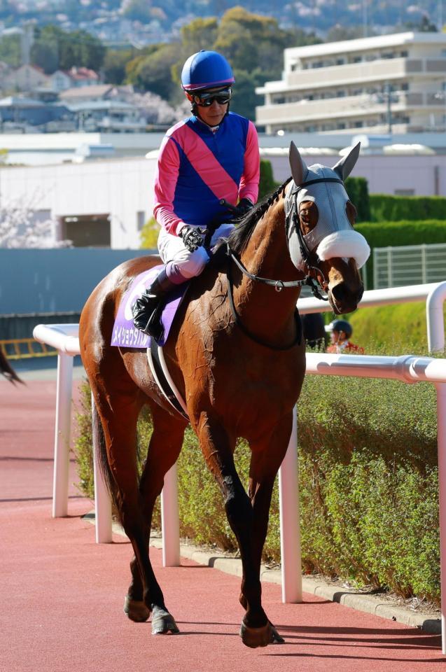 ２着に敗れたメイショウタバル（撮影・石湯恒介）