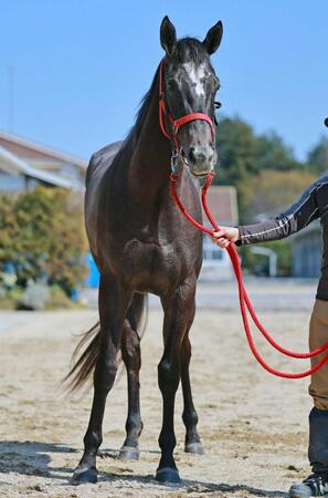 　桑田正己牧場の魂が継承されているナムラコスモス