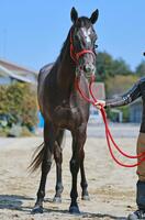 　桑田正己牧場の魂が継承されているナムラコスモス