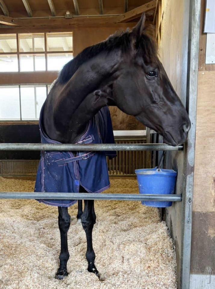 　馬房で元気な姿を見せるクロワデュノール