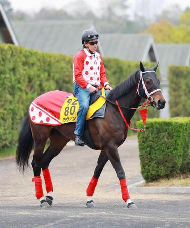運動するラヴァンダ（撮影・石湯恒介）