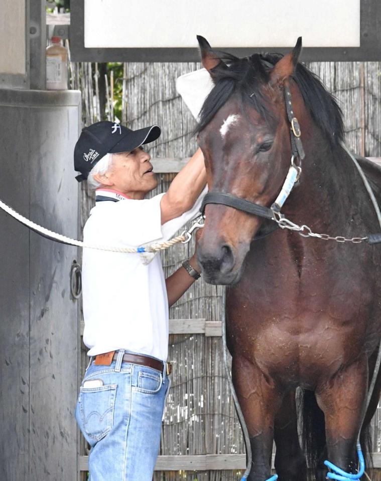 馬の手入れをする国枝元調教師（撮影・持木克友）