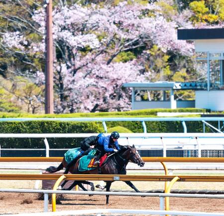 　栗東滞在で万全の出撃態勢を整えたドリームコア（撮影・石湯恒介）