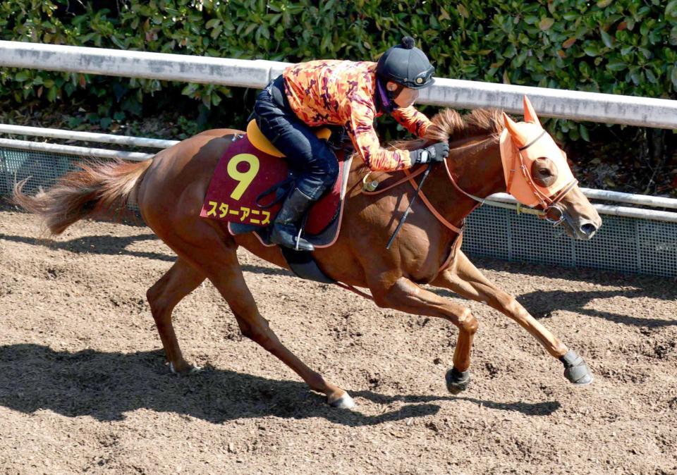 　久々でも文句なしに仕上がったスターアニス（撮影・中田匡峻）