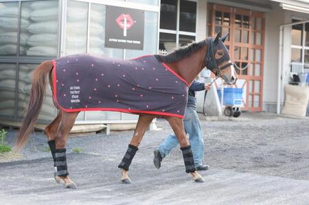 厩舎へ戻るフェスティバルヒル（撮影・中田匡峻）