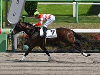 ７Ｒ３歳１勝クラスを勝ったタカスタカスタカス（撮影・持木克友）