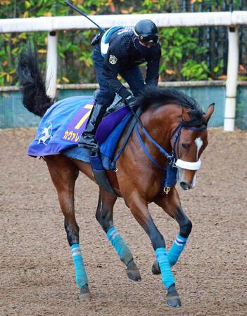 初距離の二千を克服し、Ｇ１・２勝目を目指すカヴァレリッツォ
