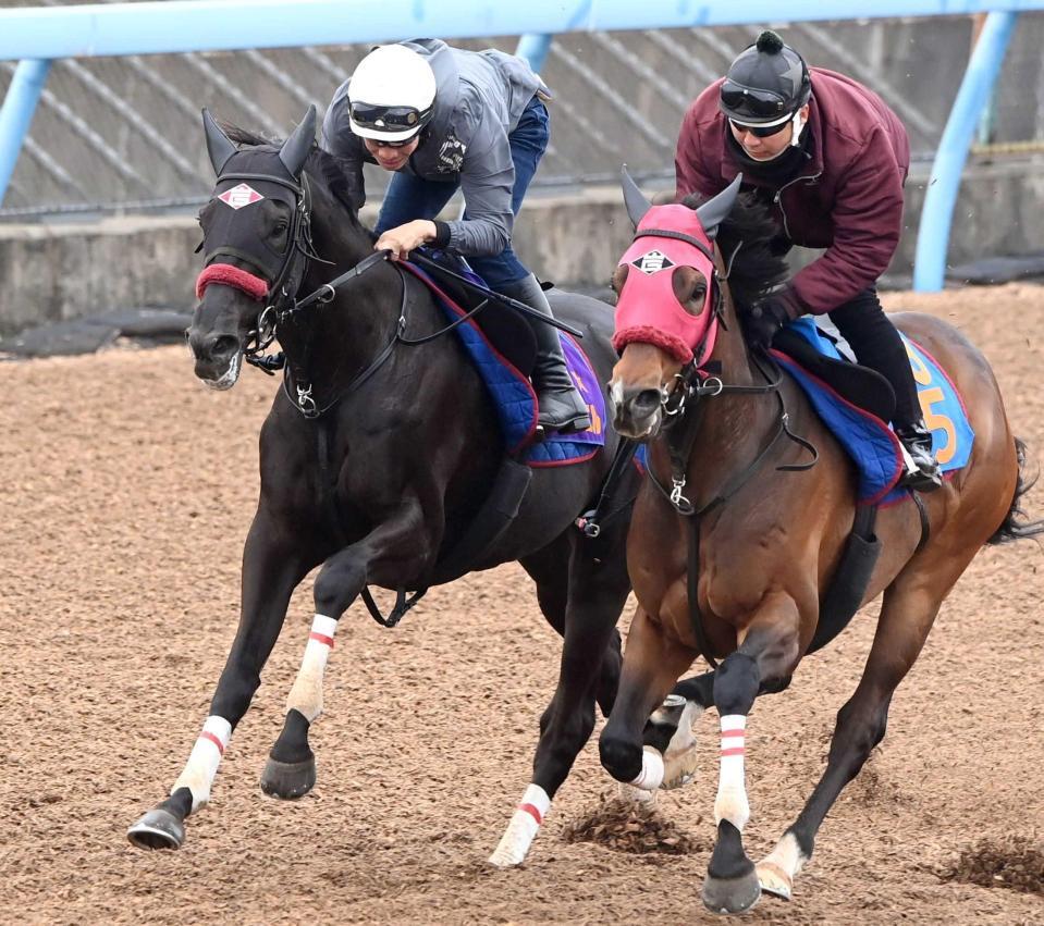 　草野を背に万全の仕上げを施されたエコロデュエル（左）