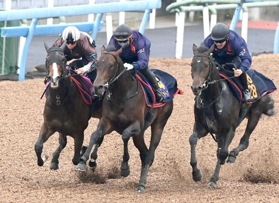 　３頭併せの真ん中で気合の走りを披露したパントルナイーフ（撮影・園田高夫）