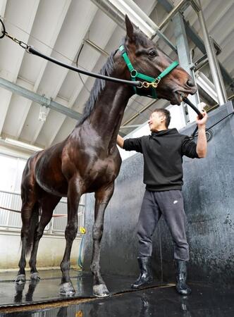 手入れを受けるロブチェン（撮影・石湯恒介）
