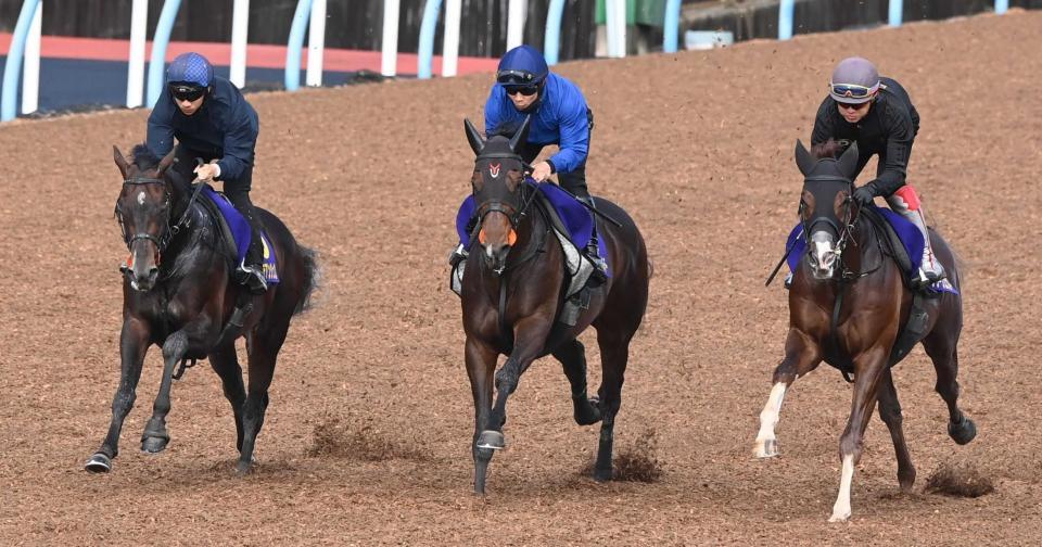 豪華３頭併せで準備を整えた（左から）フォルテアンジェロ、ライヒスアドラー、グリーンエナジー（撮影・園田高夫）