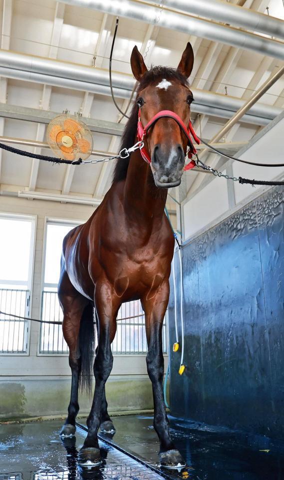 マテンロウゲイル