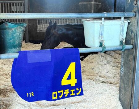 　皐月賞Ｖから一夜明け元気な姿を見せたロブチェン