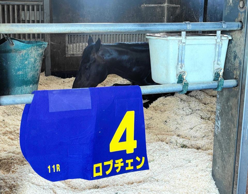 　皐月賞Ｖから一夜明け元気な姿を見せたロブチェン