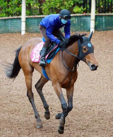 　３連勝で重賞初Ｖを狙うペンダント（撮影・石湯恒介）