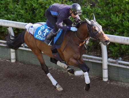 　キビキビと栗東坂路を駆け上がったオフトレイル（撮影・坂部計介）