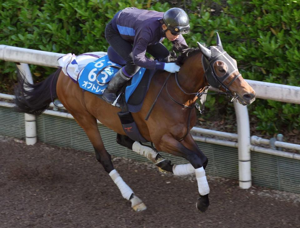 　キビキビと栗東坂路を駆け上がったオフトレイル（撮影・坂部計介）