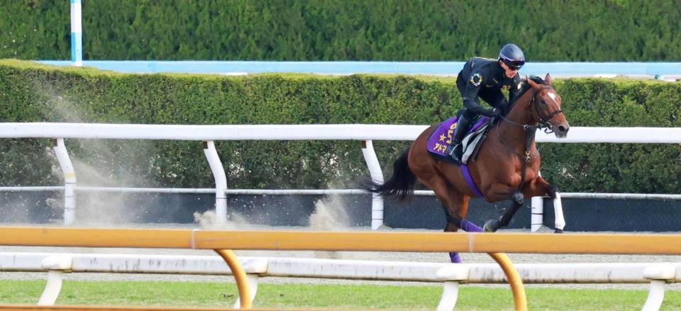 　復権へ向けて態勢を整えたアドマイヤズーム（撮影・石湯恒介）