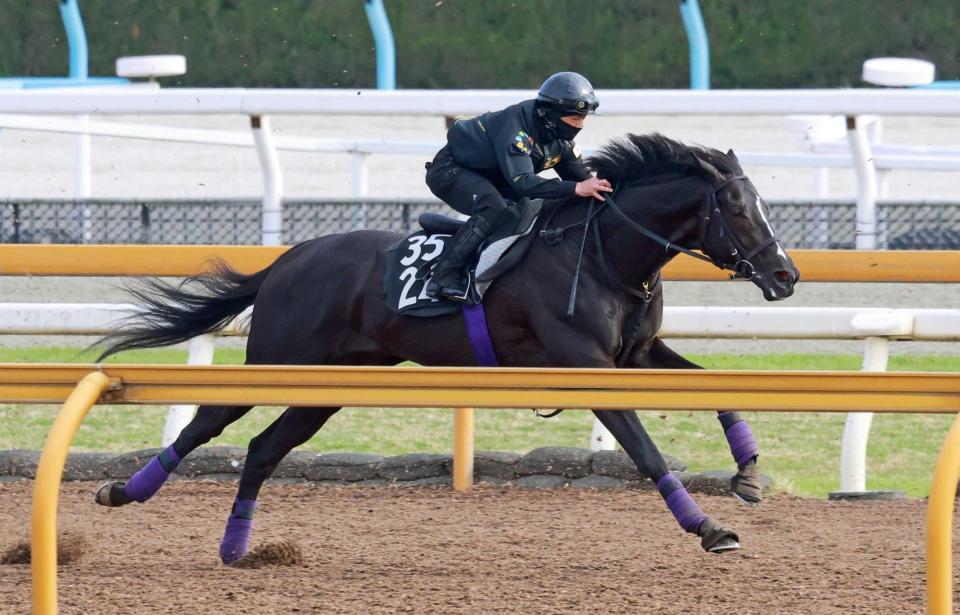 　栗東ＣＷで順調ぶりをアピールしたブラックオリンピア（撮影・石湯恒介）