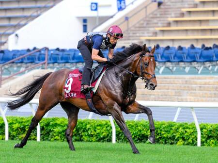 　活気十分の動きを見せたサトノレーヴⓒＴｈｅ　Ｈｏｎｇ　Ｋｏｎｇ　Ｊｏｃｋｅｙ　Ｃｌｕｂ